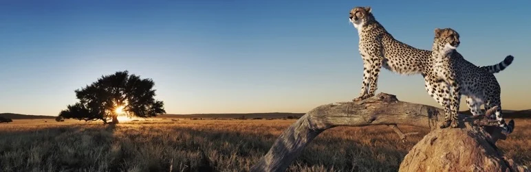 wp fastest cache premium banner