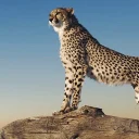 WP Fastest Cache Premium